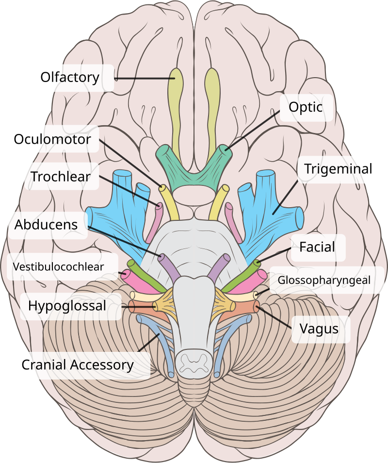 Diagrama da face inferior do cérebro humano mostrando os 12 nervos cranianos, incluindo o nervo vago (X)