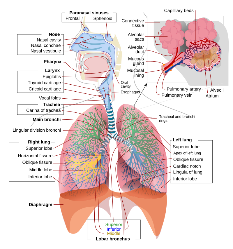 Diagrama completo do sistema respiratório humano, mostrando pulmões, traqueia, brônquios e diafragma