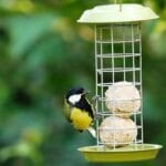 Close-up of a great tit perched at a bird feeder with suet balls in a lush garden setting.