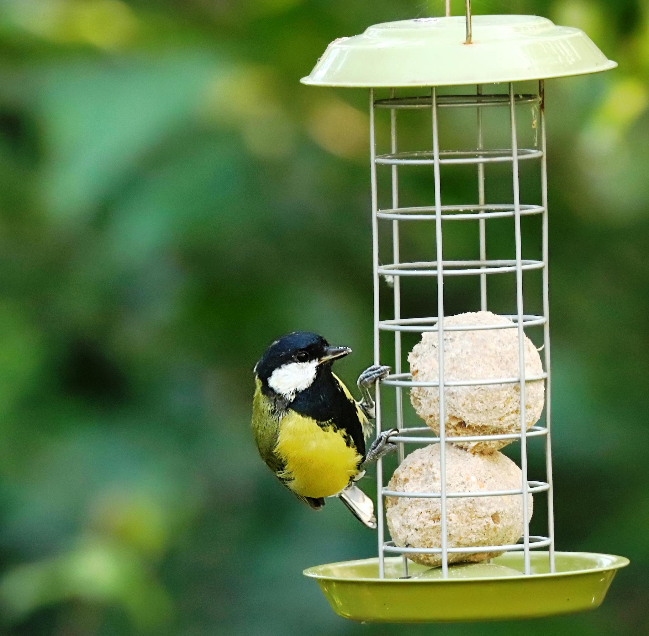 Close-up of a great tit perched at a bird feeder with suet balls in a lush garden setting.